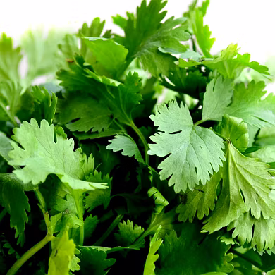हरा धनिया  (Coriander Leaves)-VCILS-1174