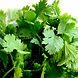 हरा धनिया  (Coriander Leaves)-VCILS-1174-sm