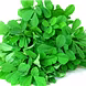मैथी  (Fenugreek Leaves-VCILS-1189-sm