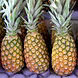 अनानास (Pineapple)-VCILS-1192-sm