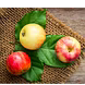 सेवफ़ल (Apple)-VCILS-1201-sm