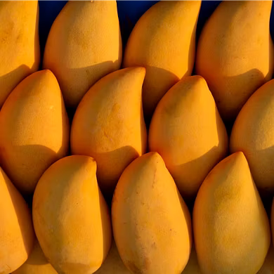 कलमी तोतापरी आम (Mango)-VCILS-1209