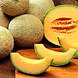 खरबूज़ (Muskmelon)-VCILS-1214-sm