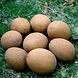 चीकू (Sapota)-VCILS-1216-sm