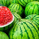 तरबूज़  (Water Melon)-VCILS-1225-sm