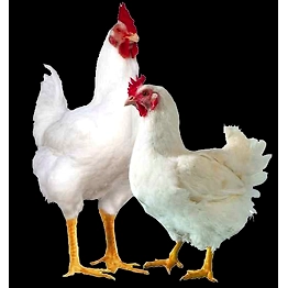 LIVE BIRD