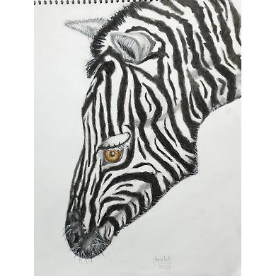 Zebra (Black &amp; White World)-14