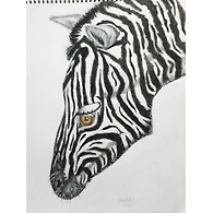 Zebra (Black & White World)