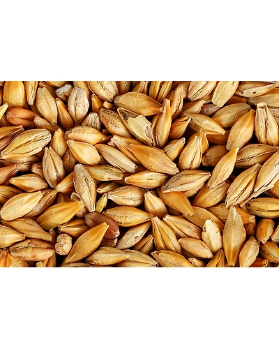 Barley-8312062