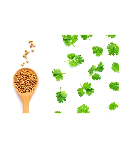 CORIANDER SEEDS-8312044