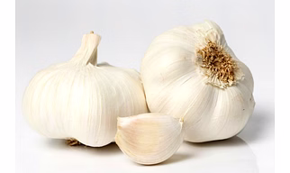 GARLIC