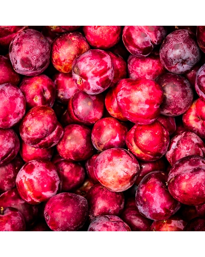 PLUMS-8312074