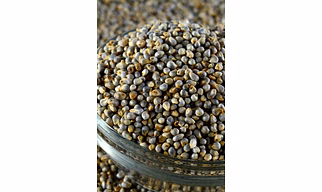 Pearl Millet
