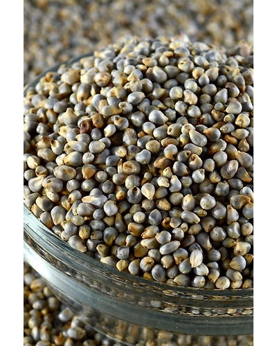 Pearl Millet-8312110
