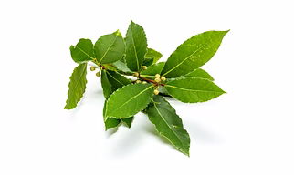 BAY LEAVES