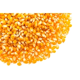 Maize