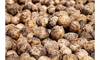 ARECANUT