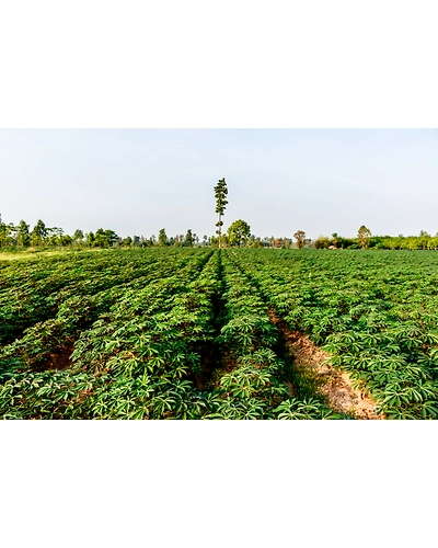 Cassava-8312292