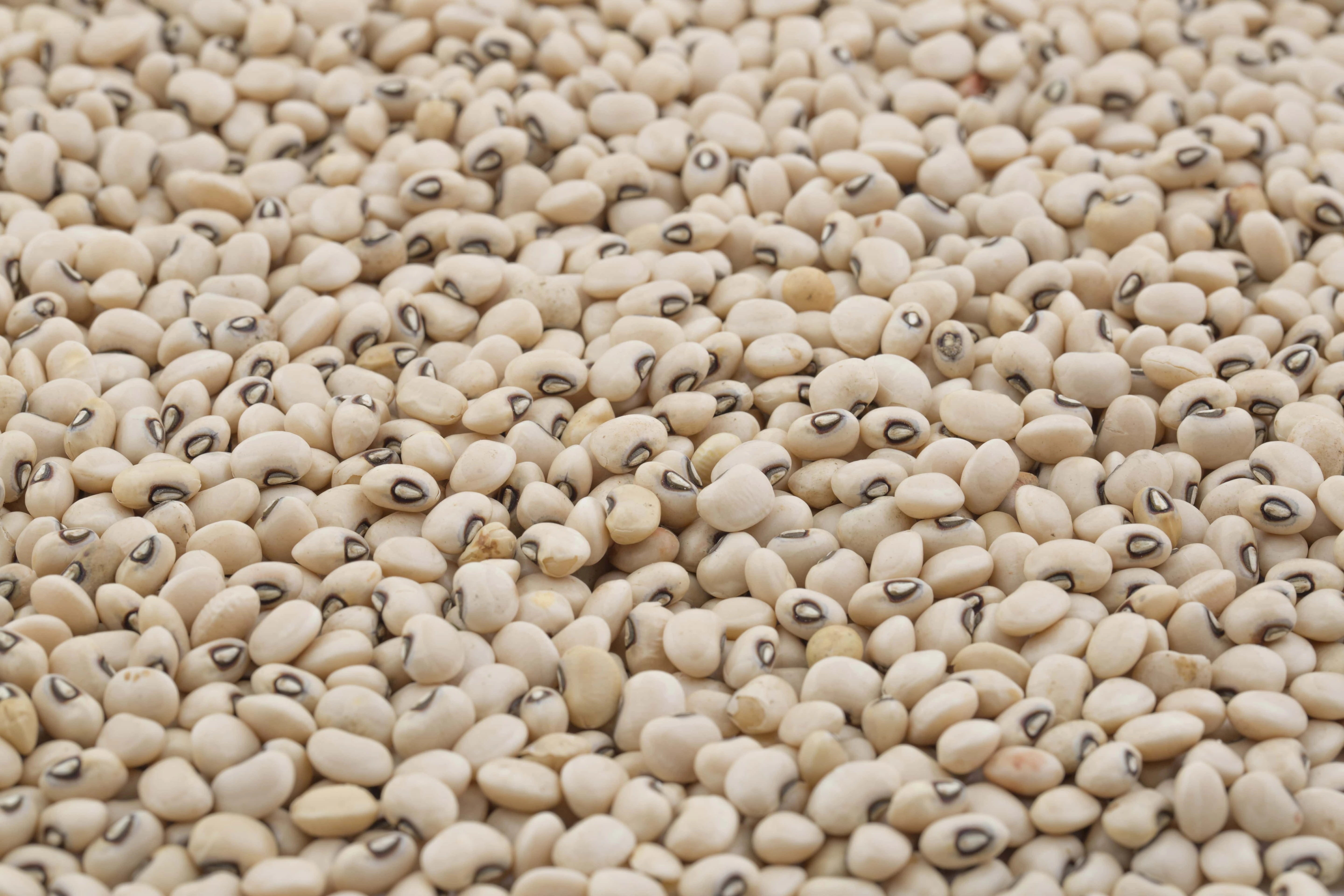 Black eyed beans ( Chawli / lobia)-8312406