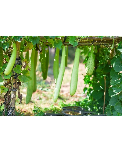 Bottle gourd-8312464
