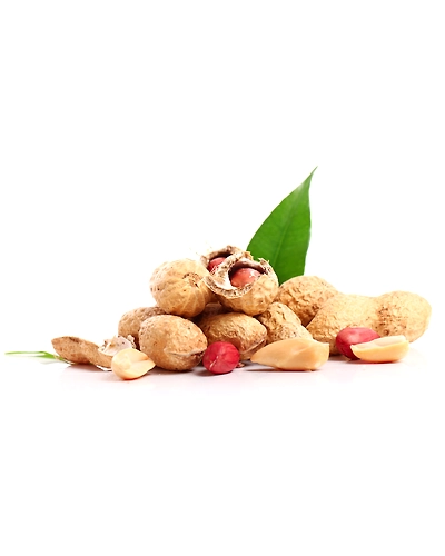 Peanut/ Ground nut-8312514