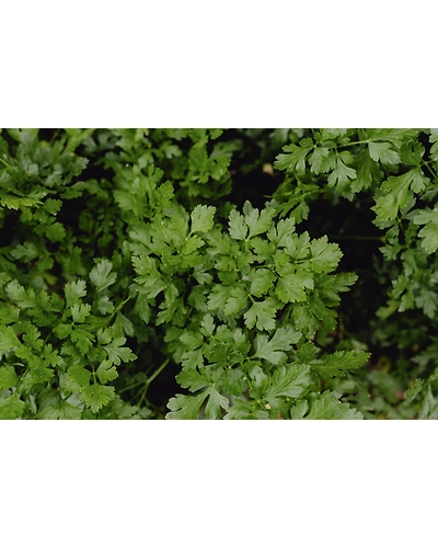 coriander  leaf price rs 55 per kg-8312528