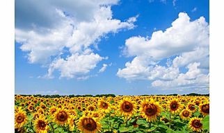 Sun flower
