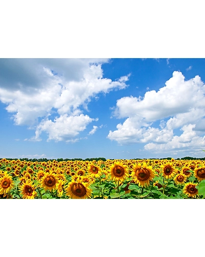 Sun flower-8312530