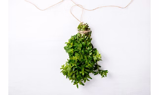 Oregano