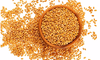 Wheat
