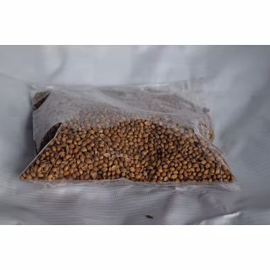 Gota Dhania (Raw Dhaniya/Coriander) - 100 gm-JMATB_768108_TB1121_GDRDC_1