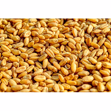 Wheat-MCDC-01