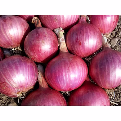 Onion-MCDC-184