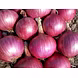 Onion-MCDC-184-sm