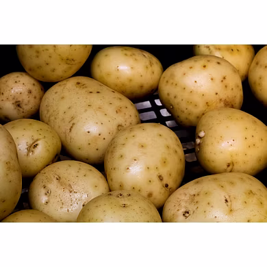 Potato-MCDC-187