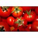 Tomato-MCDC-191-sm