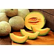 Muskmelon-MCDC-308-sm