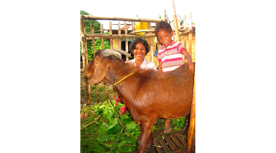 Goat Raising