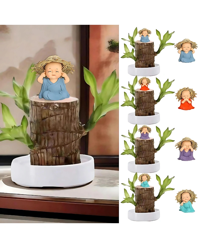 Brazilian Lucky Wood Good Luck Live Plant - Feng Shui Home Decor Accent-1