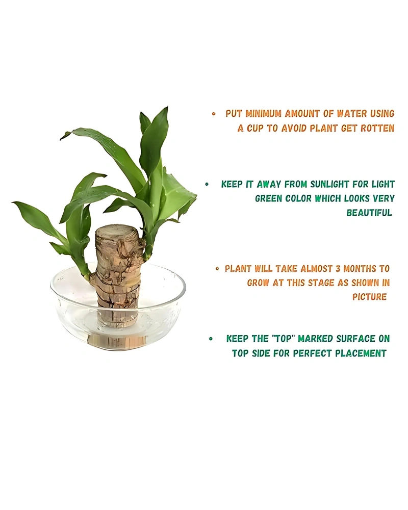 Brazilian Lucky Wood Good Luck Live Plant - Feng Shui Home Decor Accent-3