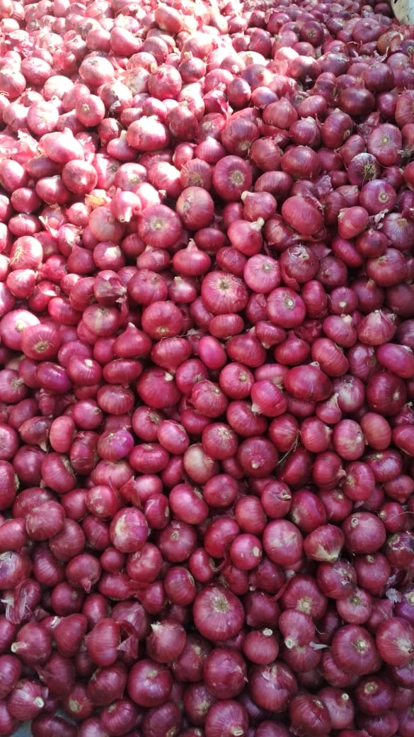 Fresh Red Onion-7