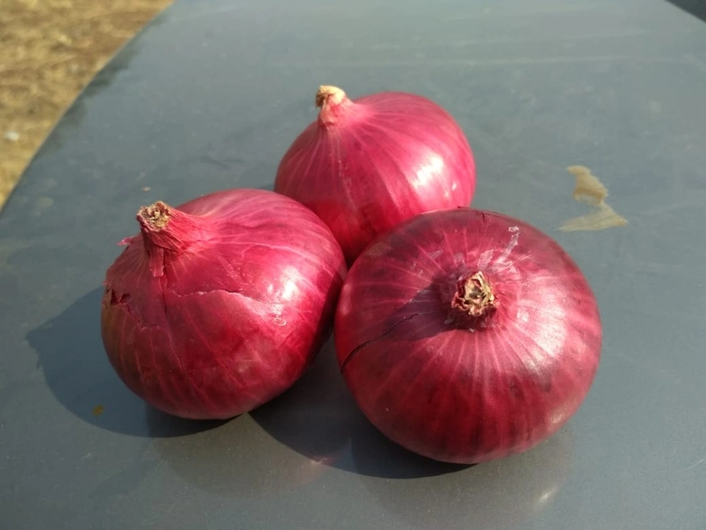 Fresh Red Onion-5