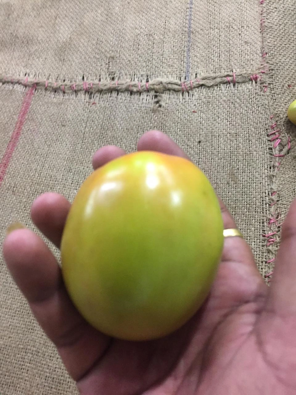 Tomato-5