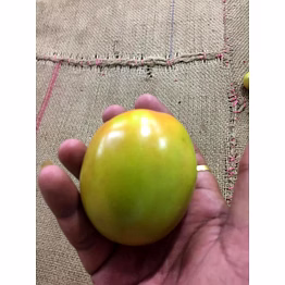tomato