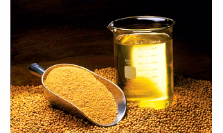 Soybean Seed