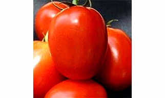 Tomato
