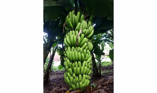 Banana