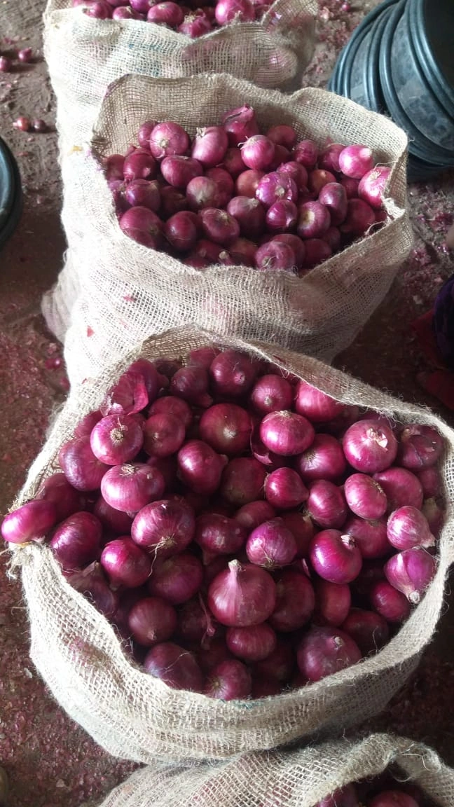 Fresh Red Onion-1