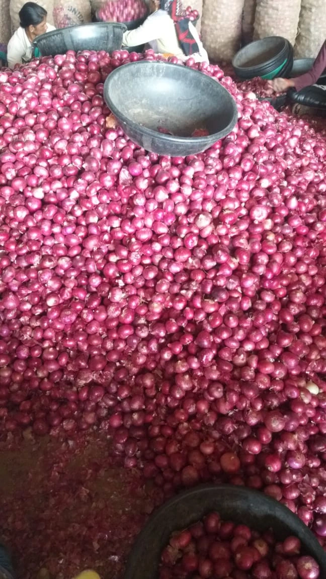 Fresh Red Onion-2