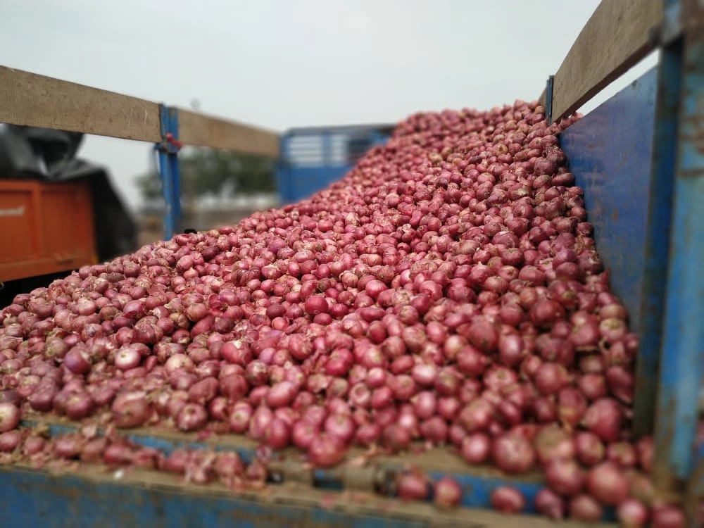 Fresh Red Onion-3